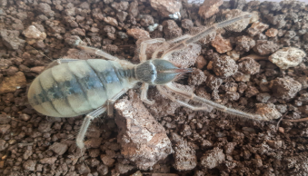 Öğretim Üyemiz Tarafından Yeni Böğü Türü Keşfedildi